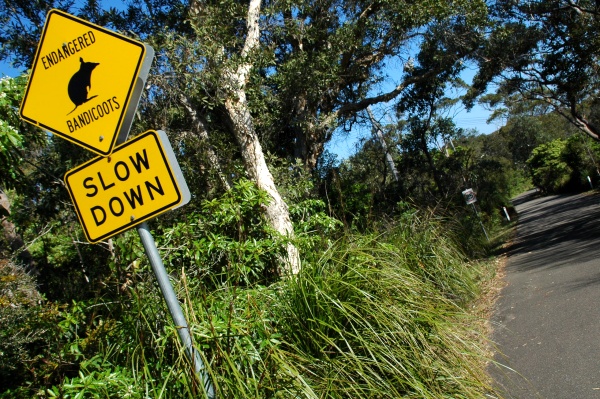 endangeredBandicootsManlyWalk